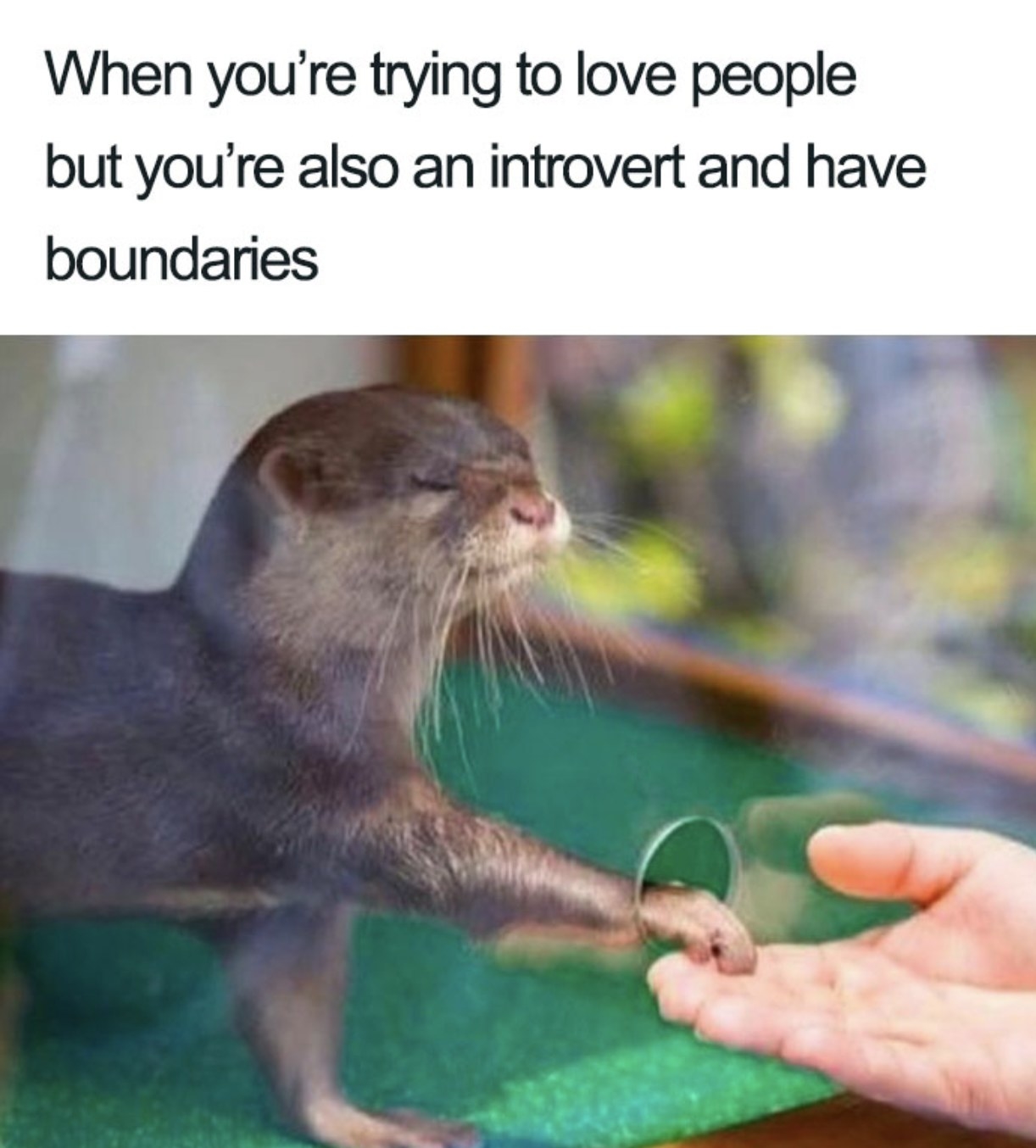 An otter behind a glass panel putting their paw through a tiny hole to hold the hand of a human.