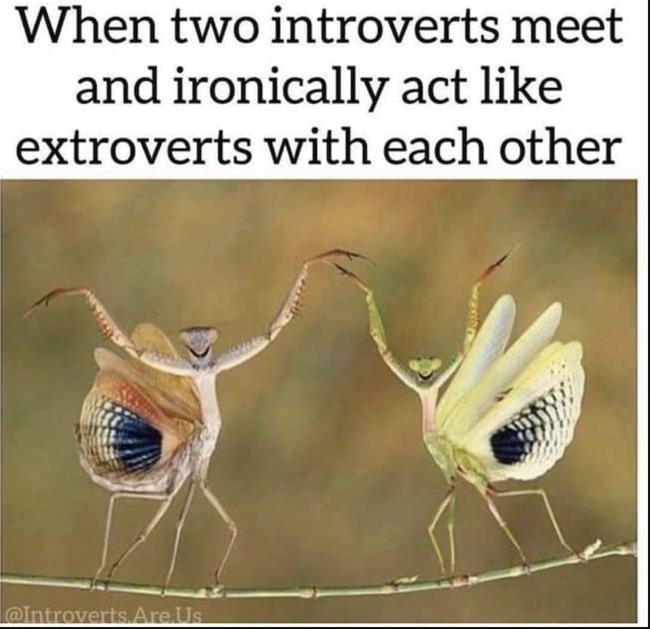 Two bugs dancing on a stick underneath the words &quot;When two introverts meet and ironically act like extroverts with each other.&quot;