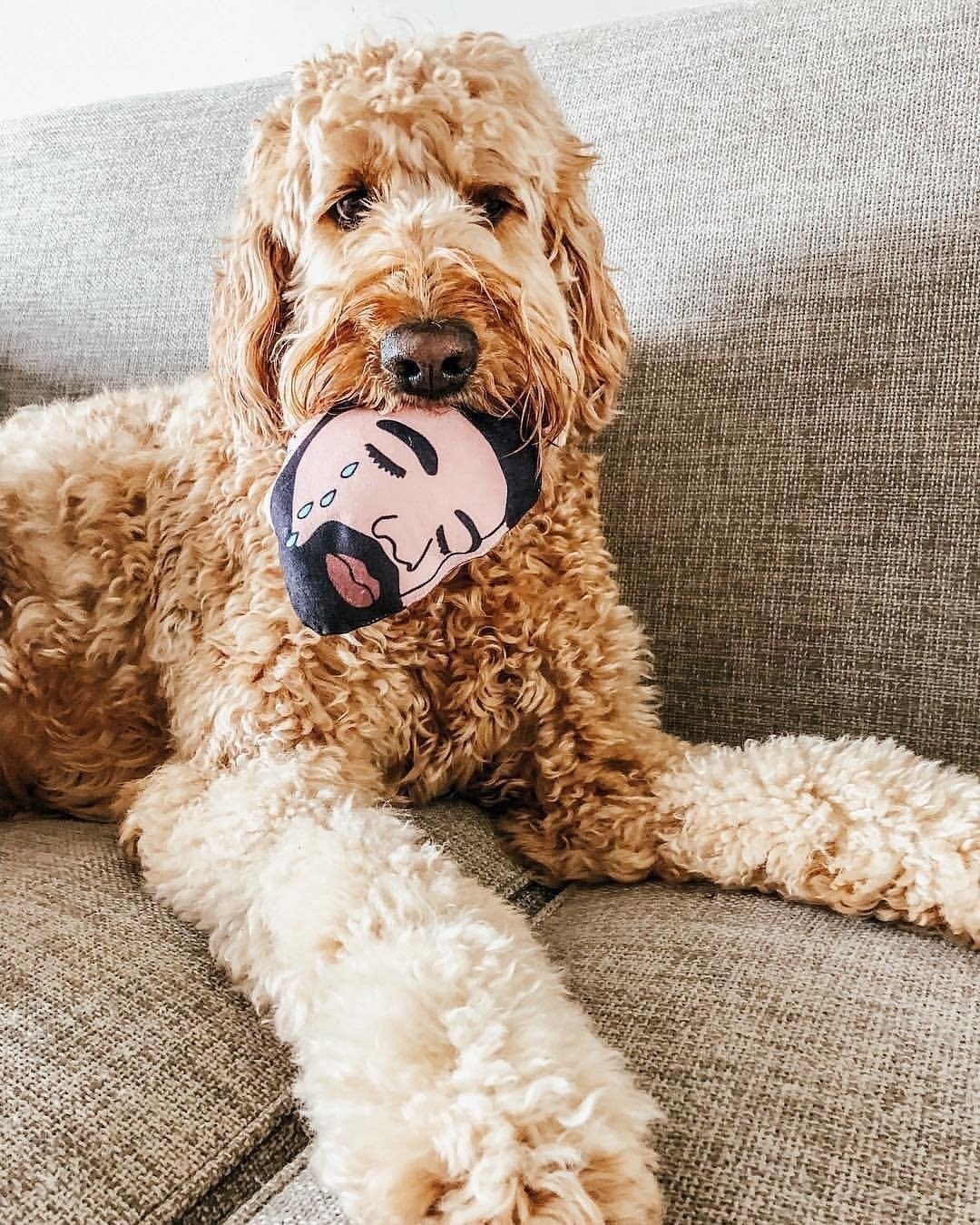 Fluffy dog with toy in its mouth