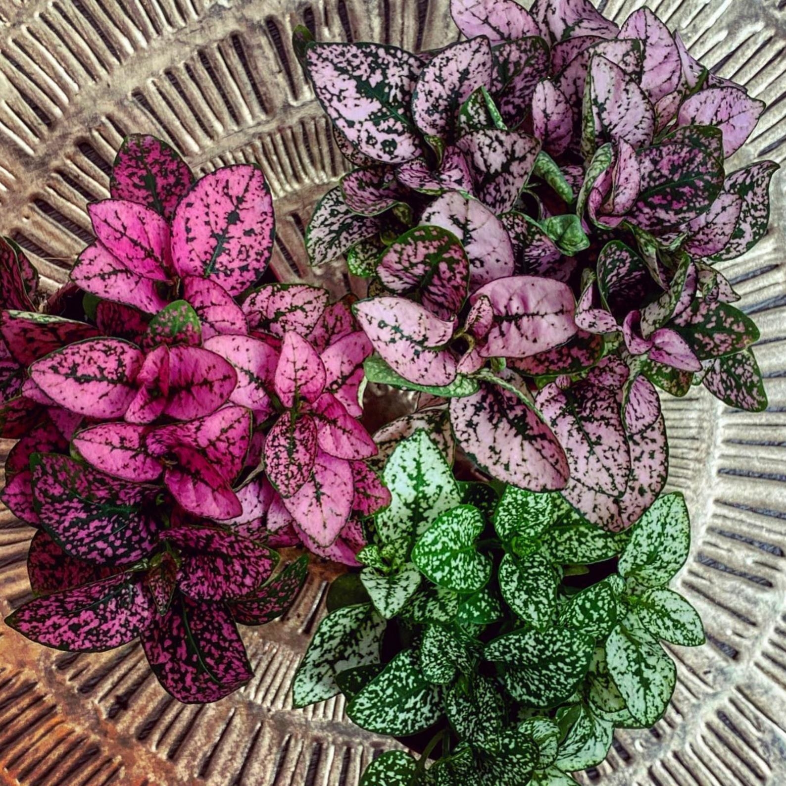 Three different colored polka dot plants sitting on a table