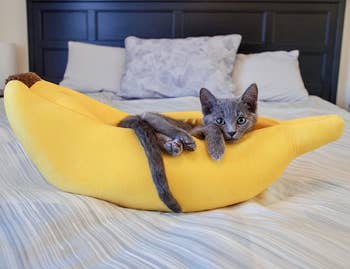 reviewer's gray kitten in the yellow banana bed