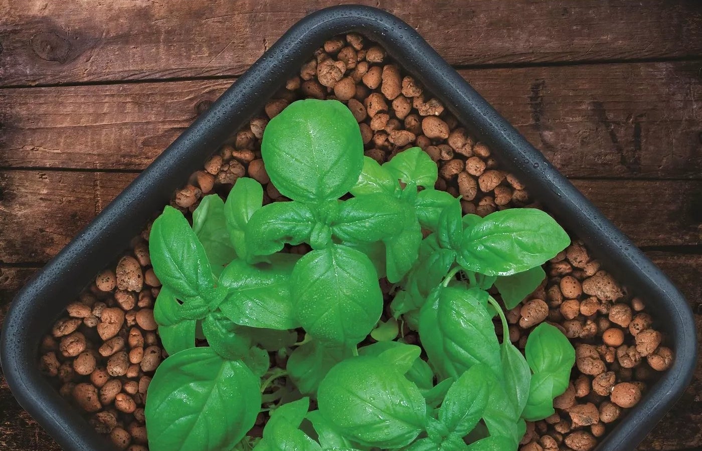 A plant in the pebbles