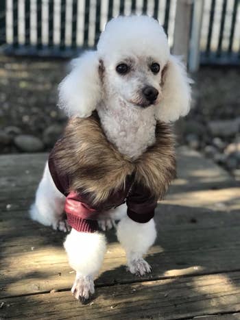 A reviewer photo of a small white poodle wearing the faux leather jacket in burgundy with rib knit trim and a hood with a faux fur trim 