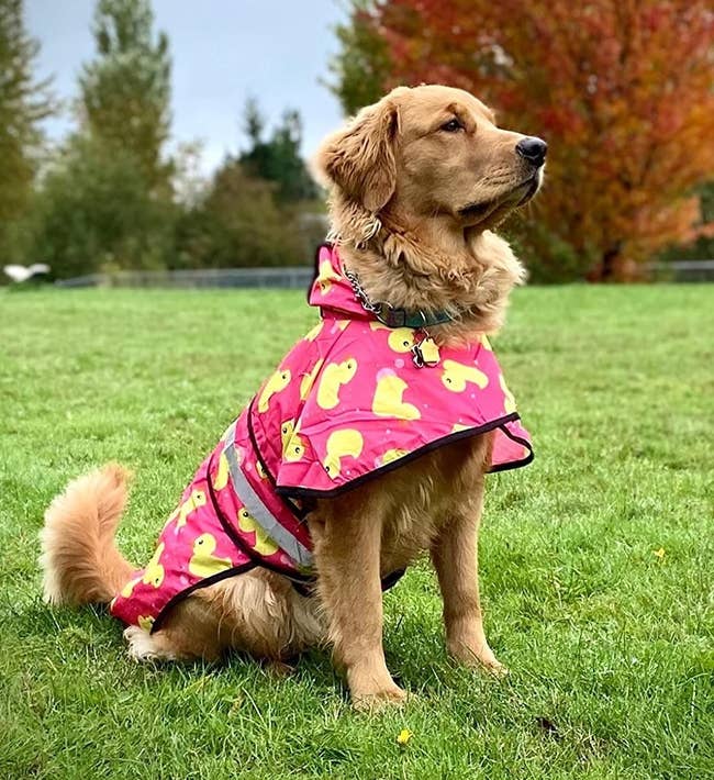 A reviewer photo of a golden retriever wearing the raincoat in pink with a rubber duck print 