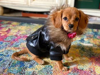 A reviewer photo of a small cocker spaniel puppy wearing the faux leather jacket in black 