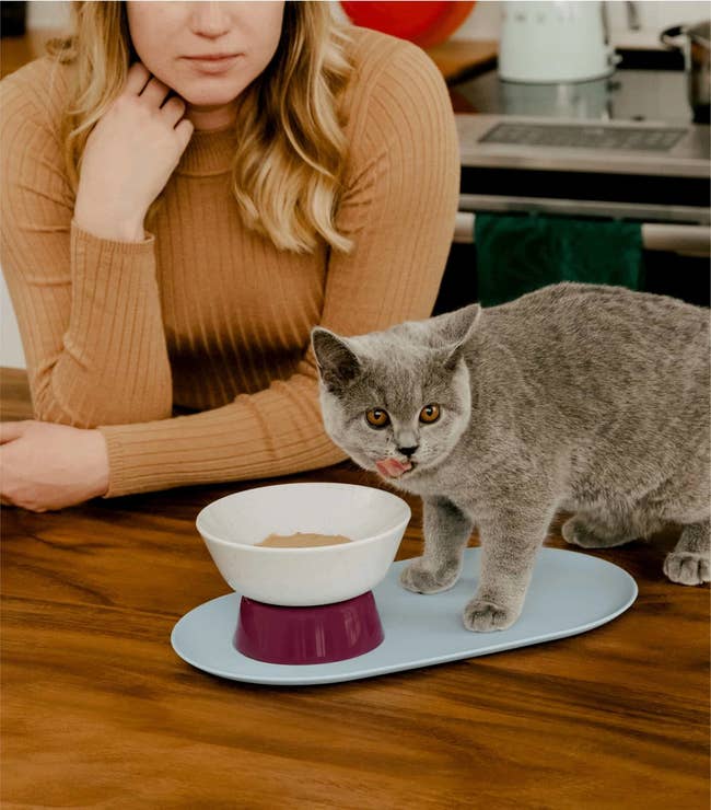 a grey cat eating from the raised white, purple, and blue bowl/tray setup