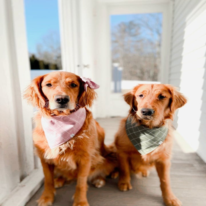two golden retrievers wearing the bandanas in purple and green