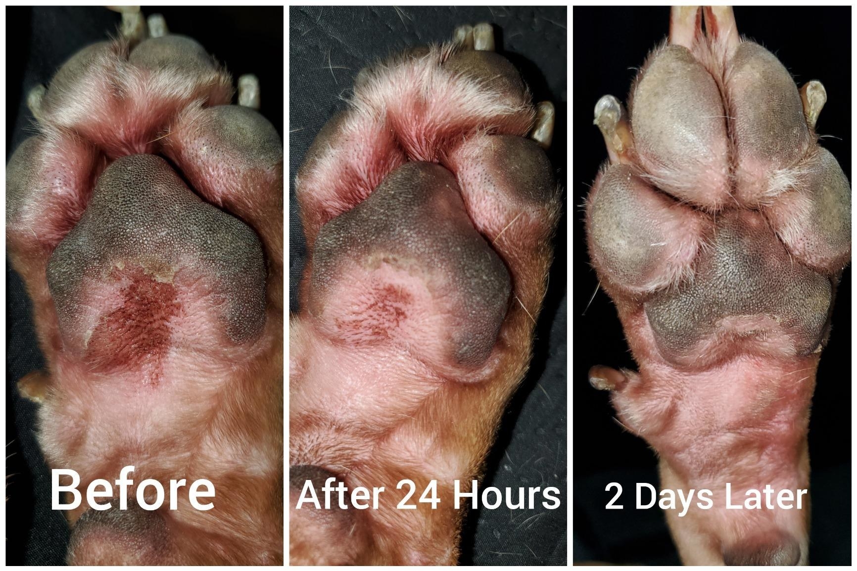 Progression photos showing a red rash on a dog&#x27;s paw disappearing over a period of two days