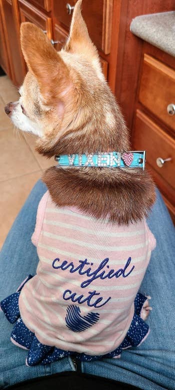 a small dog wearing a light blue collar that says Vixen