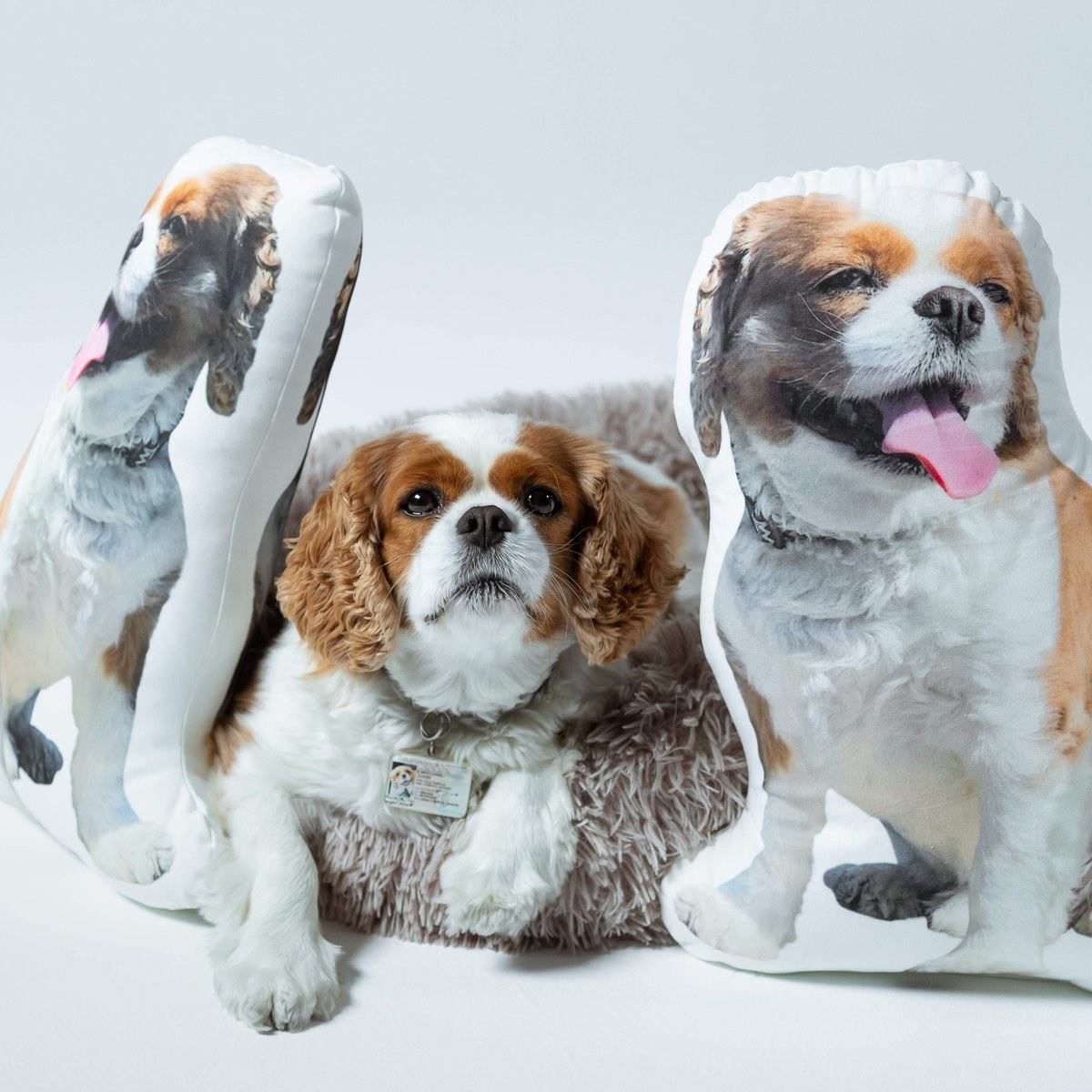 a dog next to two pillows with its photo