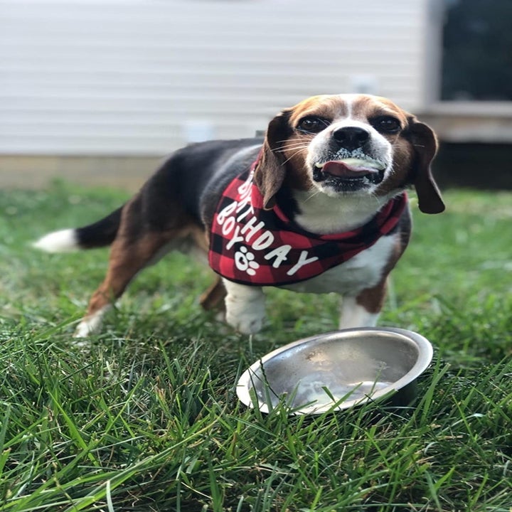a reviewer's beagle/hound mix eating the ice cream