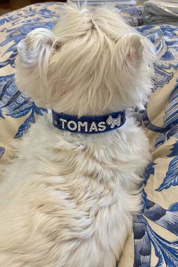 a small white dog wearing a dark blue collar that says Tomas