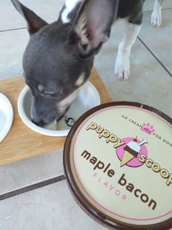 a reviewer's dog eating the ice cream