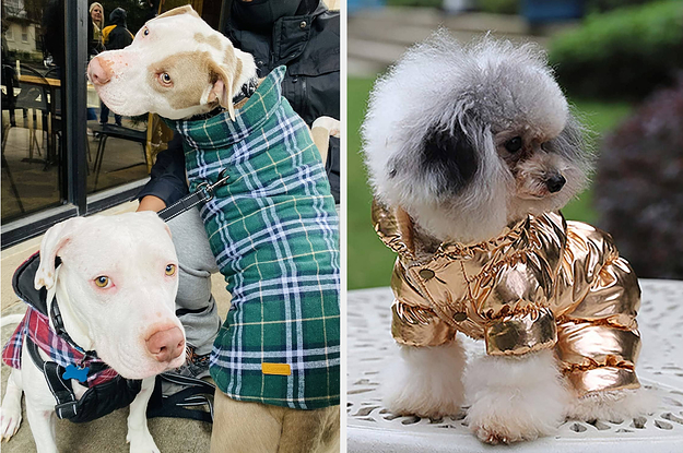 Two panels showing two pitbulls wearing matching plaid coats and a small white dog wearing a metallic gold snowsuit