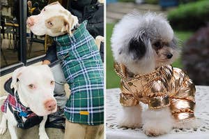 Two panels showing two pitbulls wearing matching plaid coats and a small white dog wearing a metallic gold snowsuit 