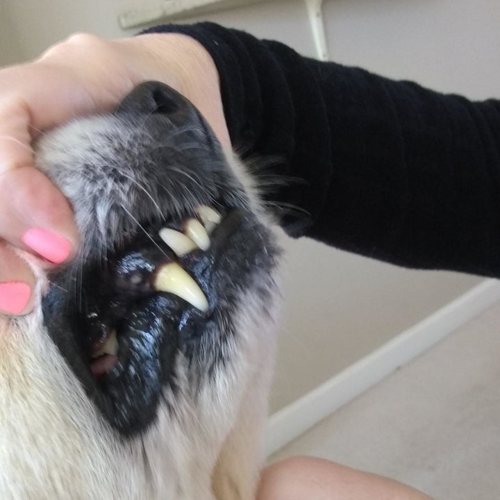 Reviewer photo of their dog's clean-looking teeth