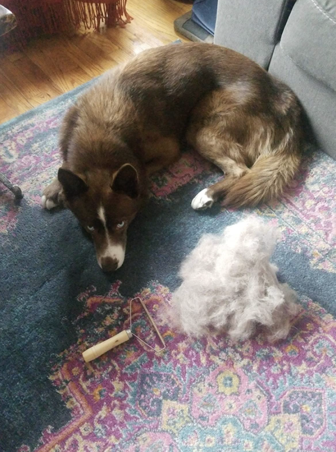 a pile of fur on the carpet with the lint remover next to it