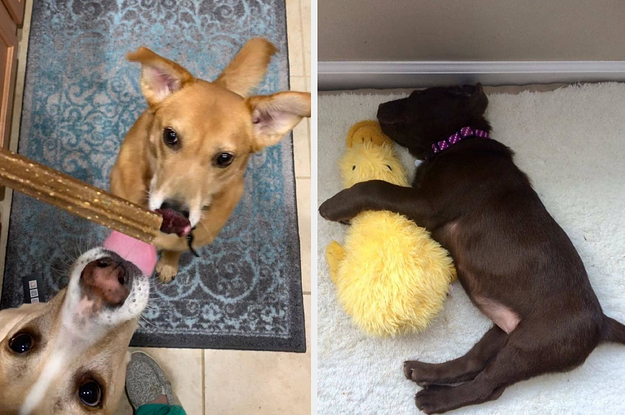 L: Two dogs staring longingly at treat stick R: Puppy cuddling a stuffed yellow duck