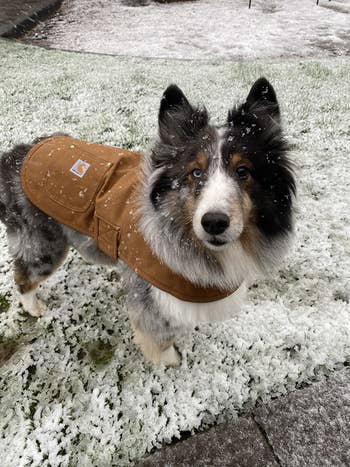 a reviewer's sheltie wearing the coat in brown