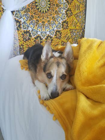 a reviewer's dog laying on the blanket in a mustard color