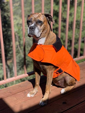 a reviewer's boxer wearing the coat in orange