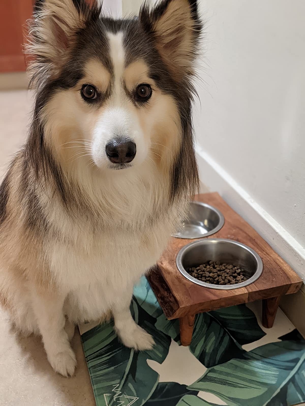 a reviewer&#x27;s dog standing next to the food mat
