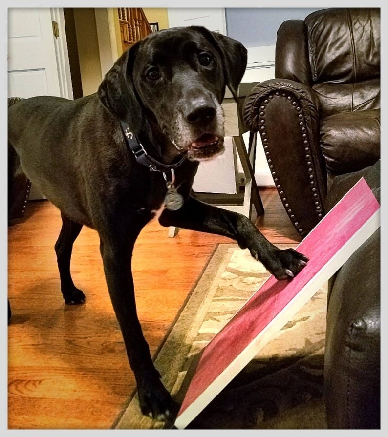 Dog rubbing its nails on a pink board