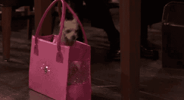 Dog jumping out of a purse
