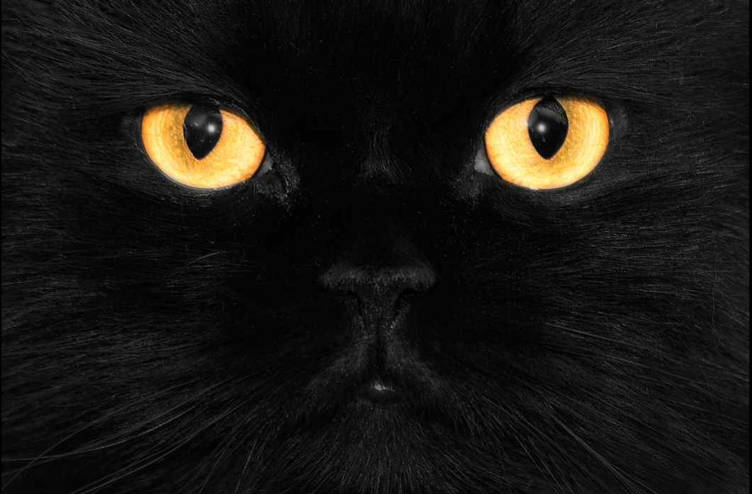 Yellow cat eyes 