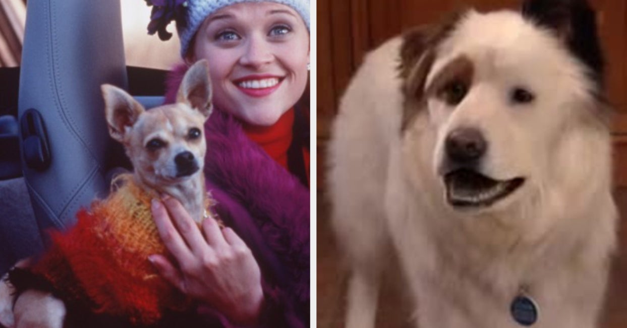 professional-dog-sitters-tell-us-your-tips-for-total-beginners