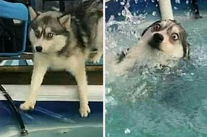 A dog's eyes are wide as it unexpectedly swims
