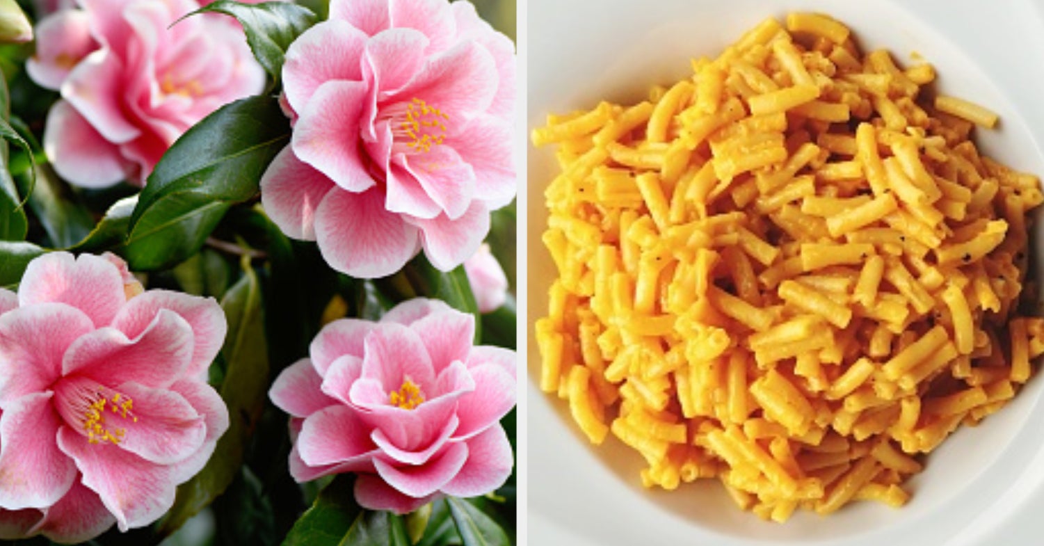 We'll Accurately Guess Your Favorite Food By The Flowers You Pick