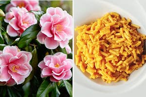 Flowers blooming from a bush and a bowl of macaroni and cheese.