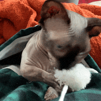 Gif of the same cat playing with the pom poms on the hoodie while sitting in the pouch 