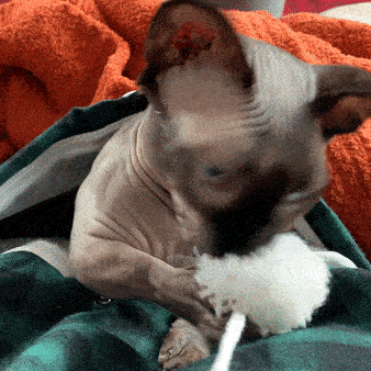 Gif of the same cat playing with the pom poms on the hoodie while sitting in the pouch 