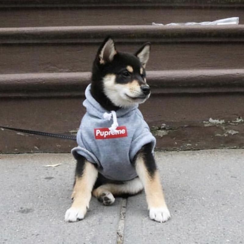 dog wears pupreme hoodie