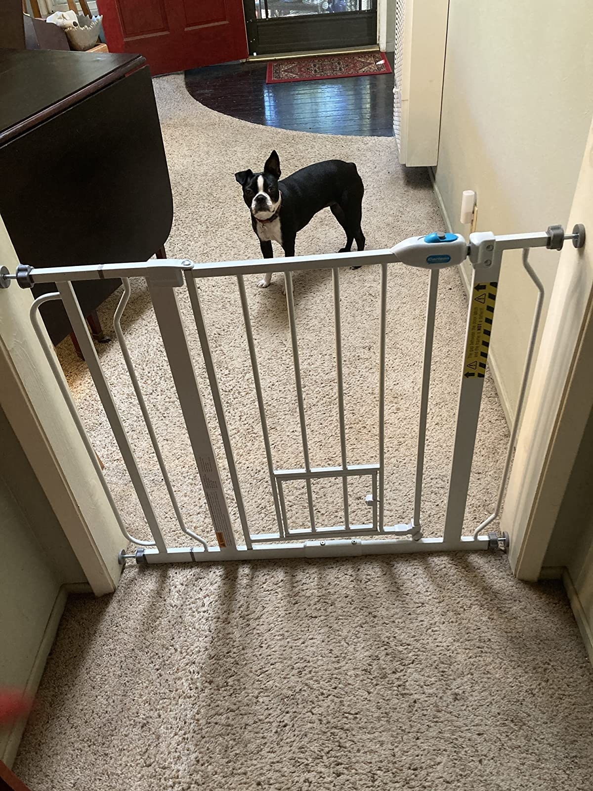 A boxer watching from the other side of the closed gate