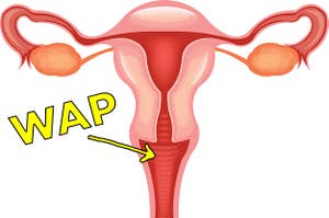 The female reproductive system labeled 