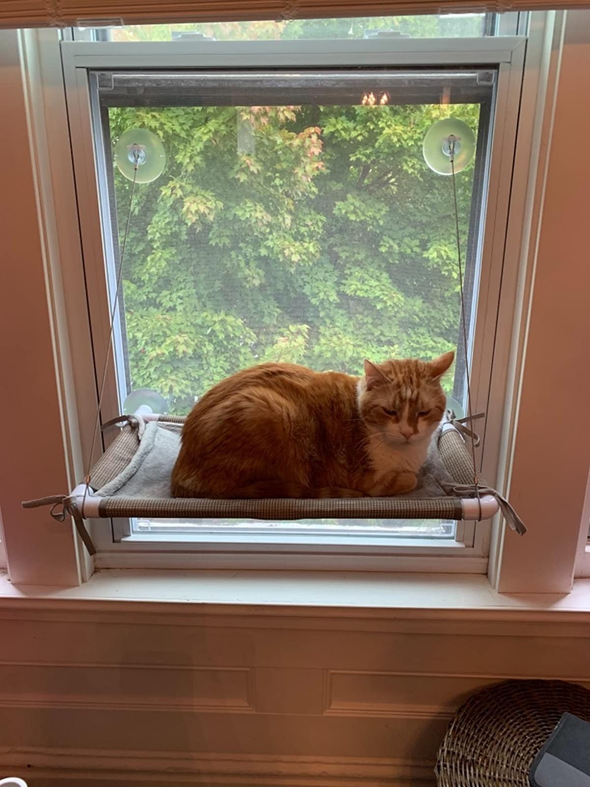 The hammock, attached to the window with sleeping cat on top