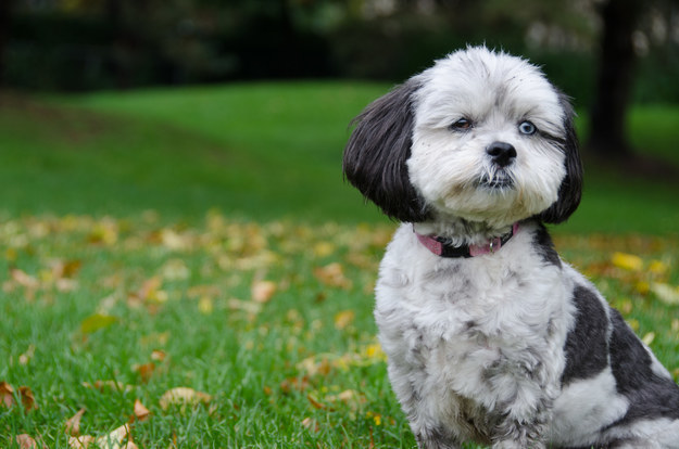 Poodle Mixes Dog Breed Quiz