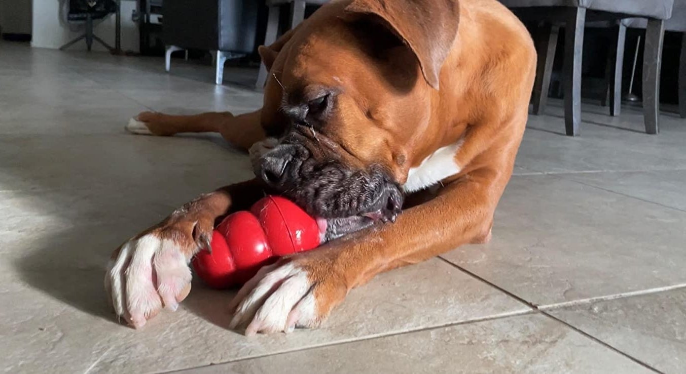 A boxer chewing on the toy