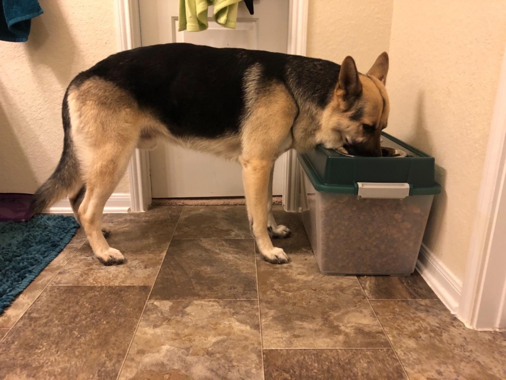 The feeder from which a dog is eating, the container filled with dog food