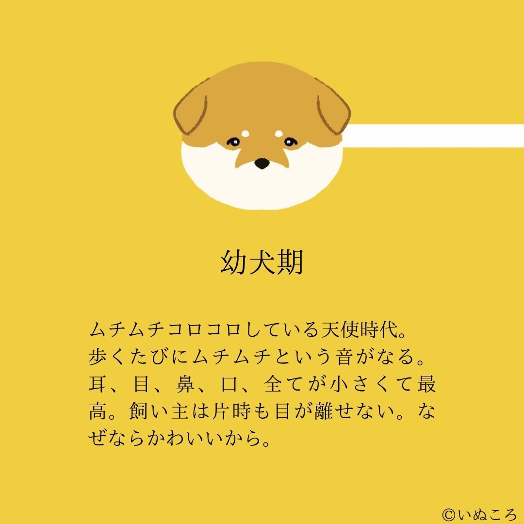 分かりすぎて最高です イッヌの一番かわいい時期 いつだか知ってる