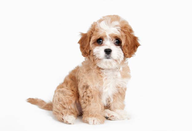 激ムズ プードルと混ぜっている犬種はなん だ 激ムズ プードルと混ぜっている犬種はなん だ