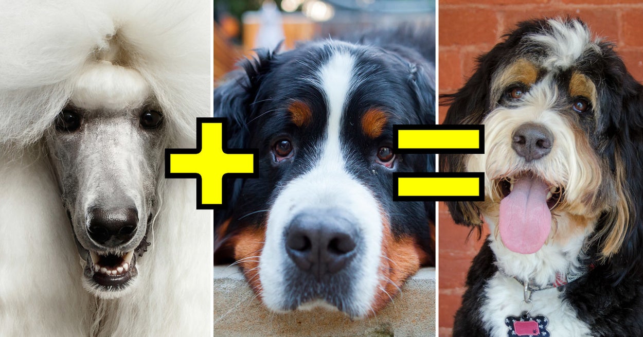 Poodle Mixes Dog Breed Quiz - BuzzFeed