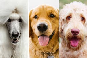 A Poodle, a Golden Retriever, and a Goldendoodle