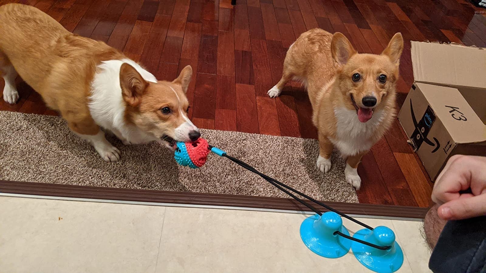 A corgi pulling on the ball suctioned to the floor