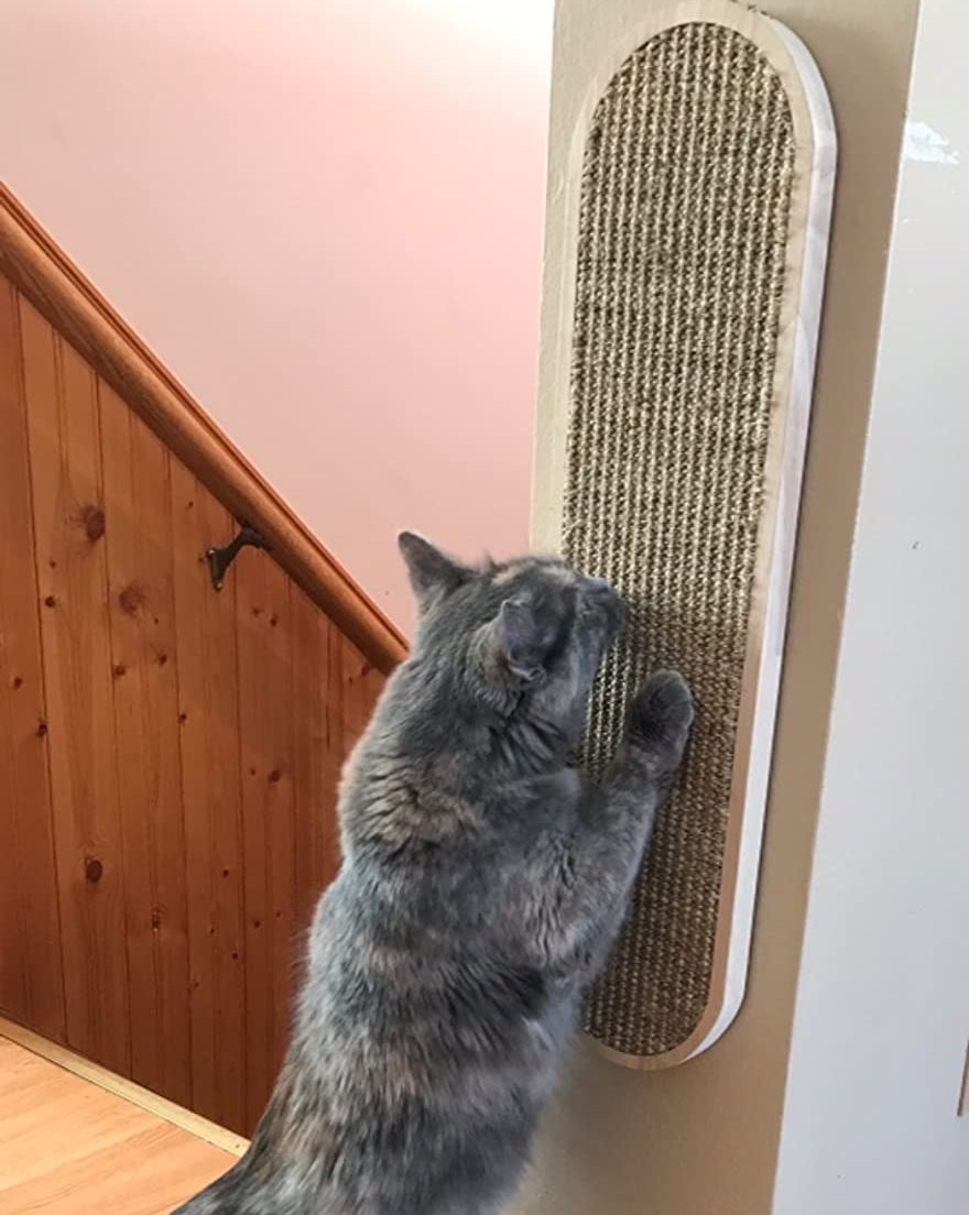 A cat scratching on the scratch post mounted to a wall