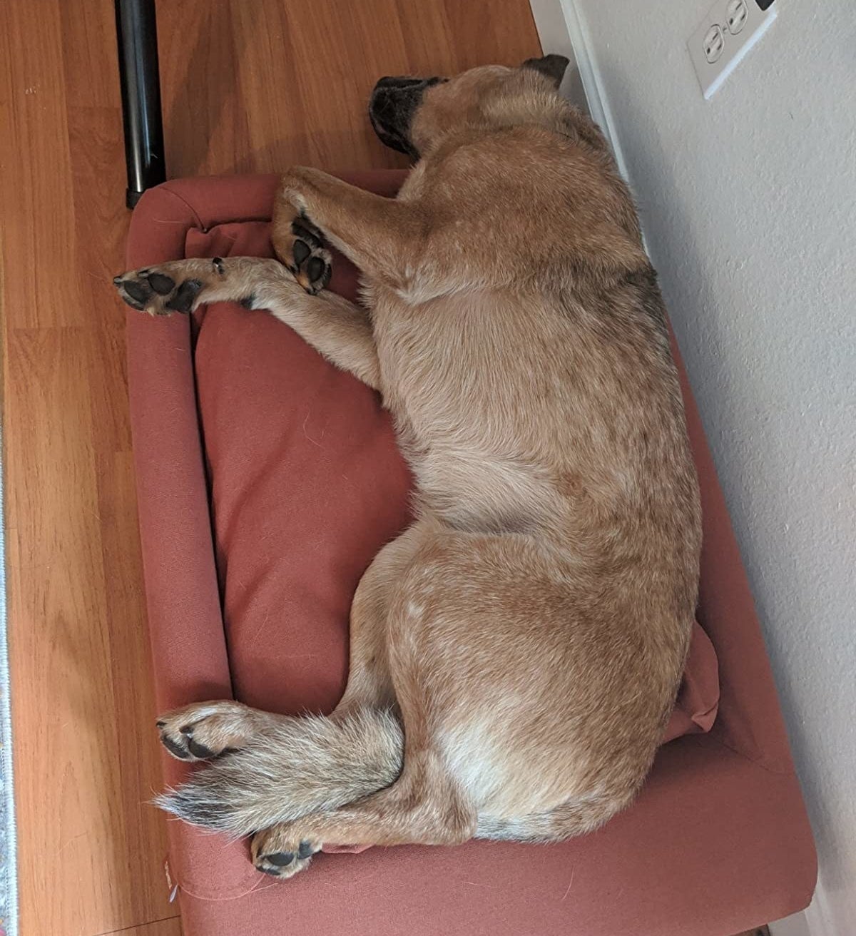 reviewer photo of their dog laying on the dog bed