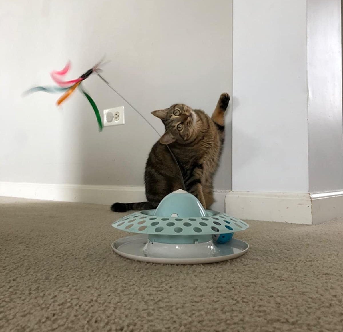 A cat playing with the cat toy